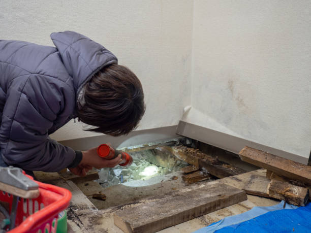 Best Mold Removal for HVAC Installations  in Honsville, GA