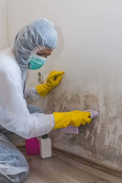 Best Environmental Consulting for Mold Prevention  in Honsville, GA