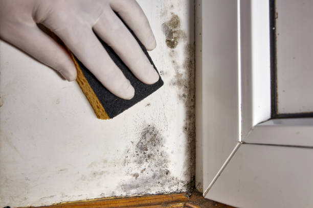 Best Water Damage & Mold Remediation  in Honsville, GA